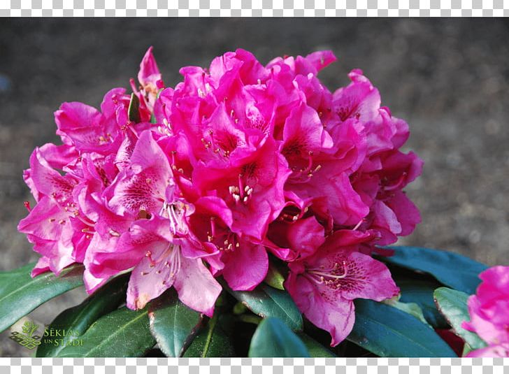Azalea Rhododendron Pink M Annual Plant Herbaceous Plant PNG, Clipart, Annual Plant, Azalea, Flower, Flowering Plant, Herbaceous Plant Free PNG Download