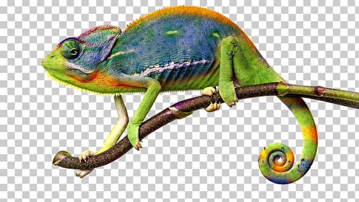 Chameleons Lizard Common Iguanas PNG, Clipart, African Chameleon, Animals, Chameleon, Chameleons, Common Chameleon Free PNG Download