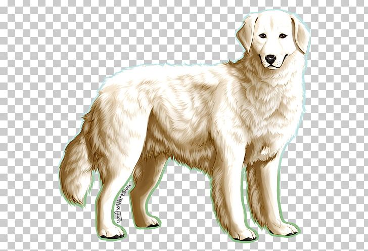 Golden Retriever Maremma Sheepdog Polish Tatra Sheepdog Kuvasz Dog Breed PNG, Clipart, Breed Group Dog, Carnivoran, Companion Dog, Dog, Dog Breed Free PNG Download